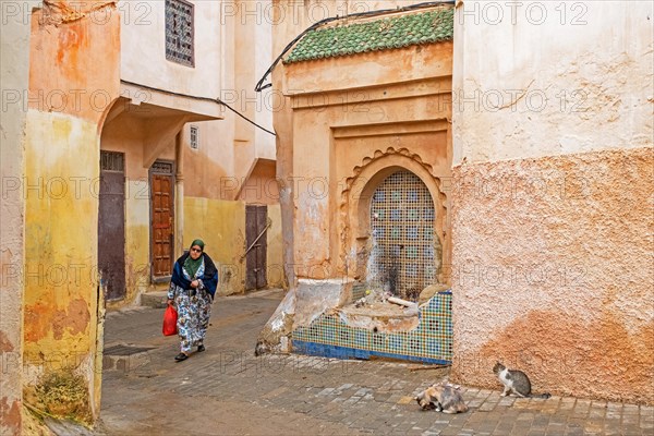 Cats and Muslim woman wearing djellaba