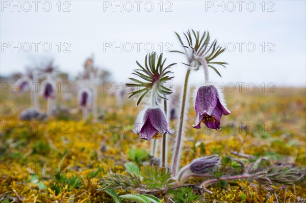 Small pasque flower