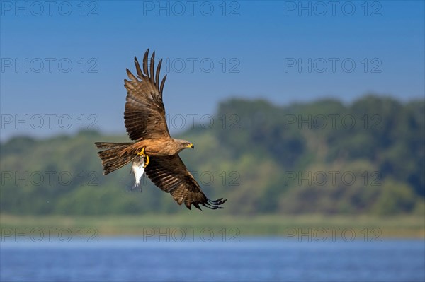 Black kite