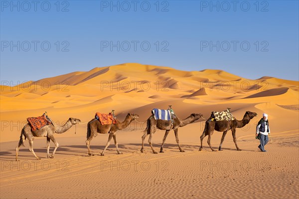 Berber cameleer leading caravan of dromedary camels through sand dunes of Erg Chebbi