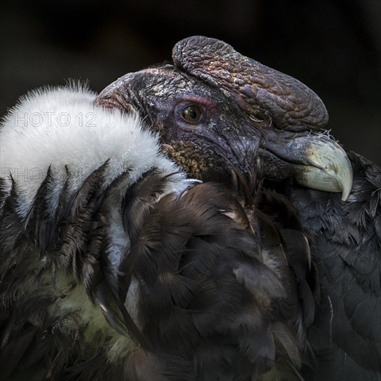 Andean condor