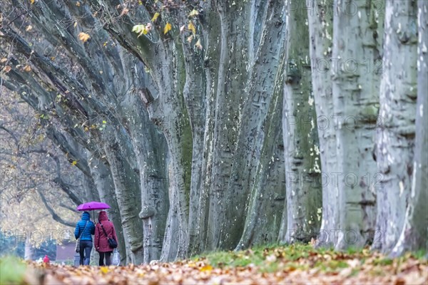 Autumn walk with umbrella in rainy weather