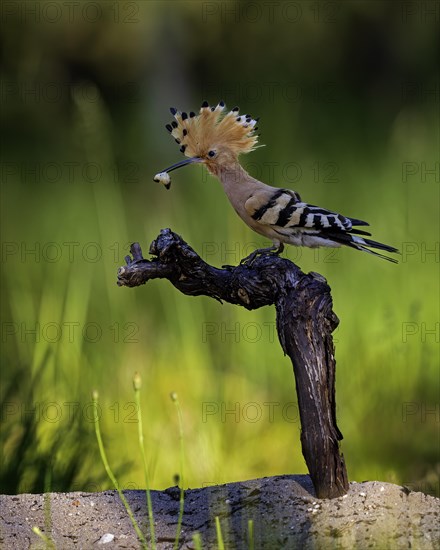 Hoopoe