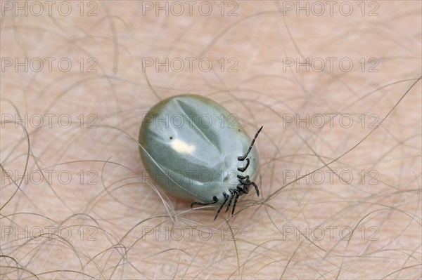 Castor bean tick