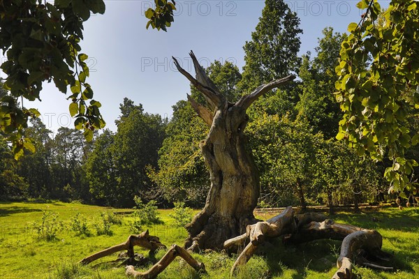 Ancient copper beech