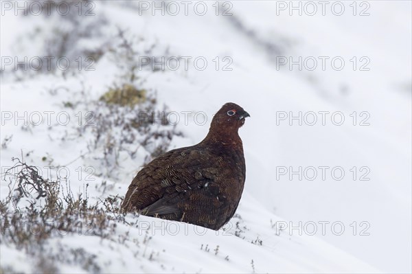 Red grouse