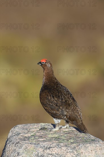 Red grouse