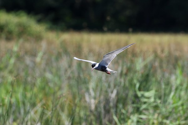 Whiskered tern