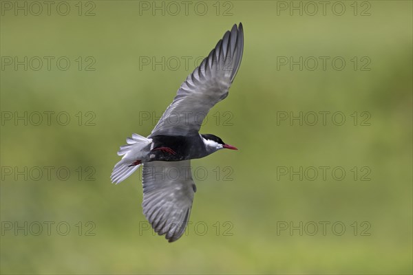 Whiskered tern