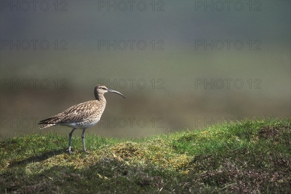 Whimbrel