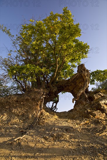 Tree root with a view