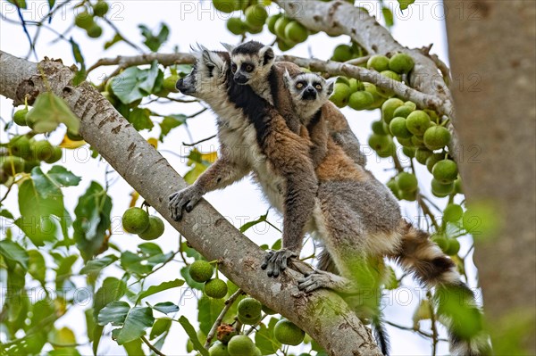 Ring-tailed lemur