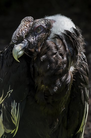 Andean condor