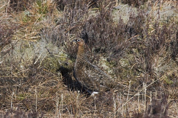 Red grouse