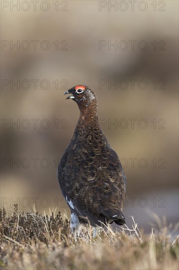 Red grouse