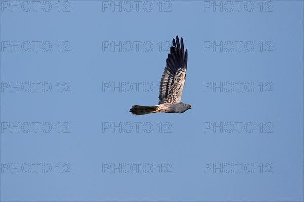 Montagu's harrier