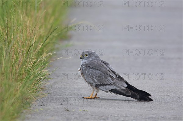 Montagu's harrier