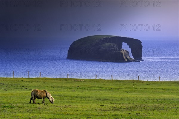 Shetland pony and Dore Holm