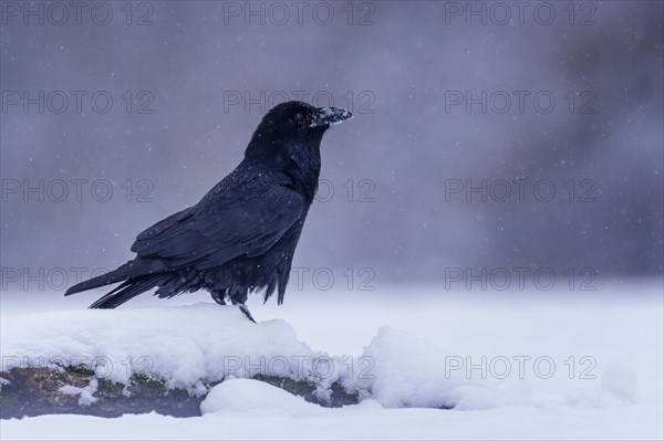 Common raven