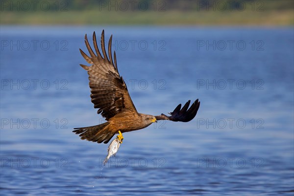 Black kite