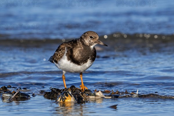 Ruddy turnstone