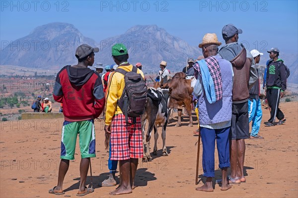 Malagasy herdsmen and farmers selling zebus at zebu market in the city Ambalavao