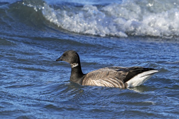 Brant goose