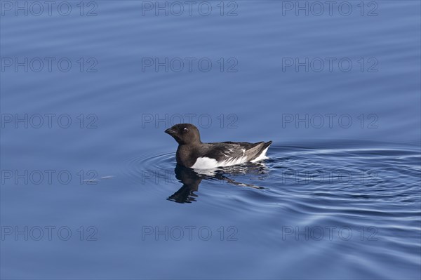 Little auk