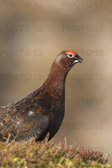 Red grouse