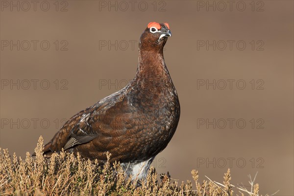 Red grouse