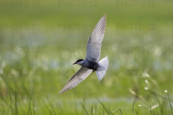 Whiskered tern