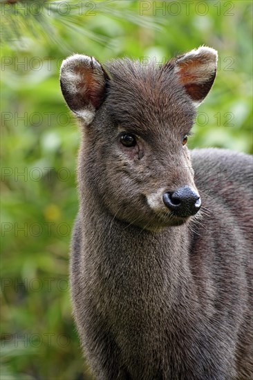 Animal portrait