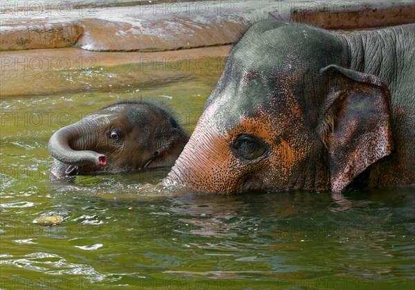 Asian elephant