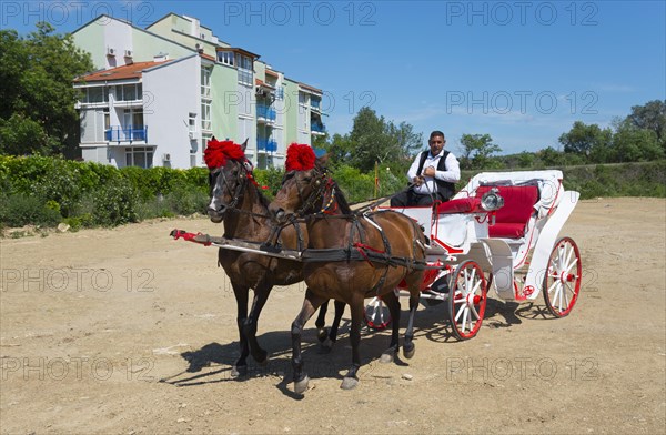 Two brown horses pulling a white carriage with a driver