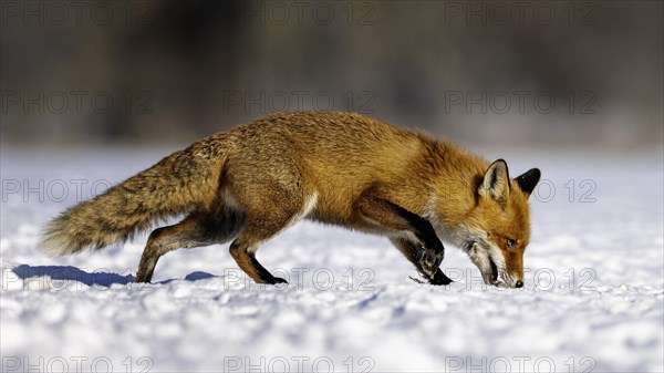 Red fox