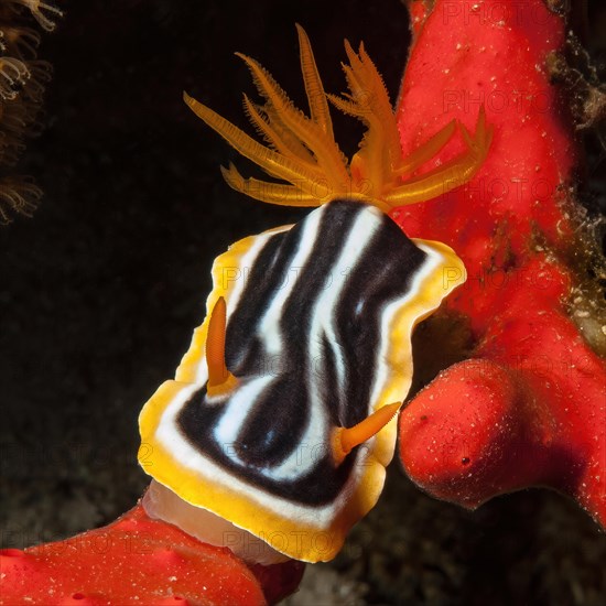 Extreme close-up of pyjama nudibranch