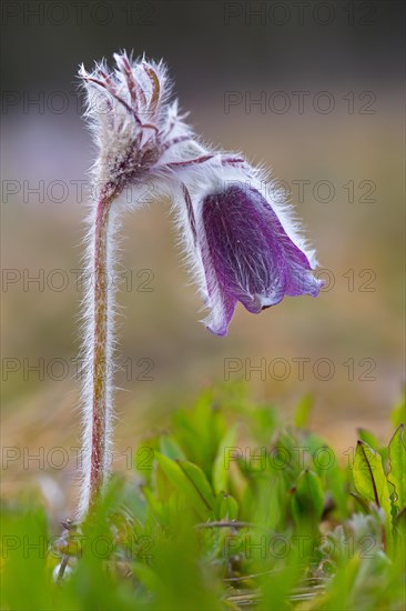 Small pasque flower