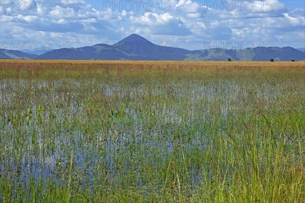 Marshland