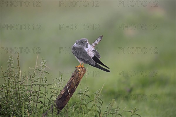 Montagu's harrier