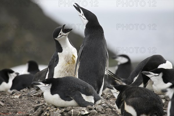 Chinstrap penguin