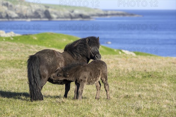 Black Shetland pony mare nursing foal in grassland along the coast on the Shetland Islands