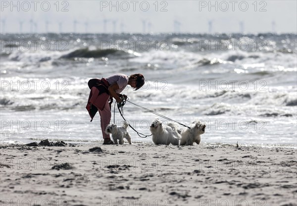 Woman with 4 West Highland Terriers on a North Sea beach in Vejers
