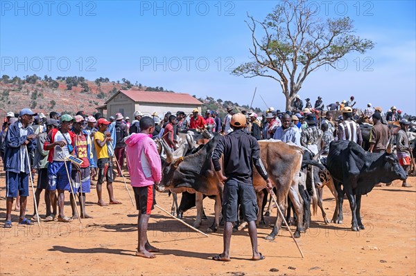 Malagasy herdsmen and farmers selling zebus at zebu market in the city Ambalavao