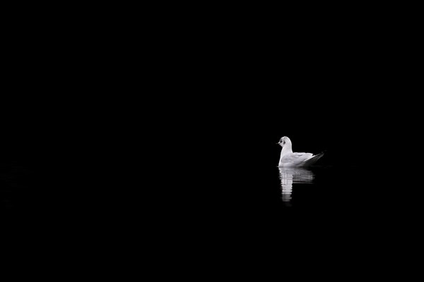 A black-headed gull, Lake Kemnader, Ruhr area, North Rhine-Westphalia, Germany, Europe