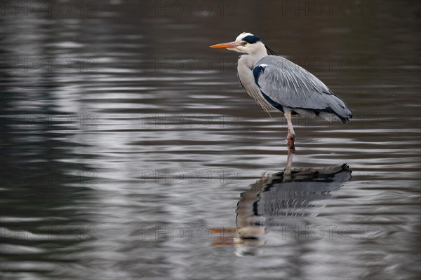 A grey heron reflected in the waves, Lake Kemnader, Ruhr area, North Rhine-Westphalia, Germany, Europe