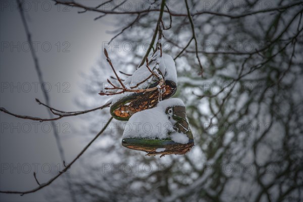 A pair of old shoes hanging on a snow-covered tree branch, Wuppertal Vohwinkel, North Rhine-Westphalia, Germany, Europe