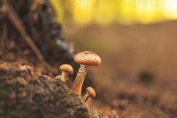 Small mushrooms growing at the foot of a tree, illuminated by golden sunlight in the forest, Wuppertal Vohwinkel, North Rhine-Westphalia, Germany, Europe