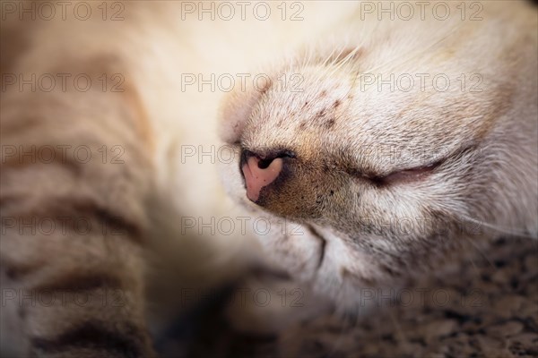 Close-up of a siamese sleeping pet cat with emphasis on its cute whiskers, cozy comfort at home during autumn season