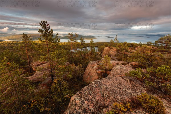 Atmospheric sunset in Skuleskogen National Park, Sweden. Pines in the beautiful evening light on the rock