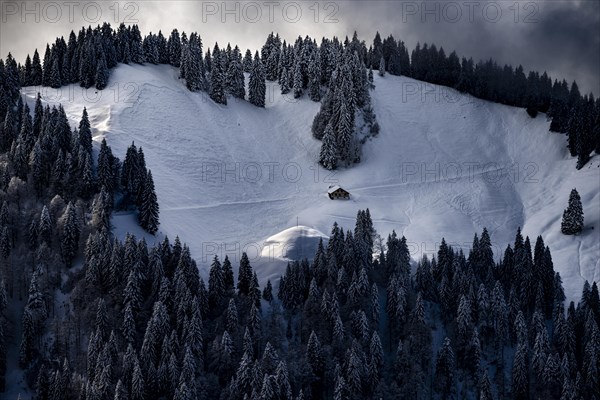 Winter forest with mountain hut, Balderschwang, Oberallgaeu, Bavaria, Germany, Europe